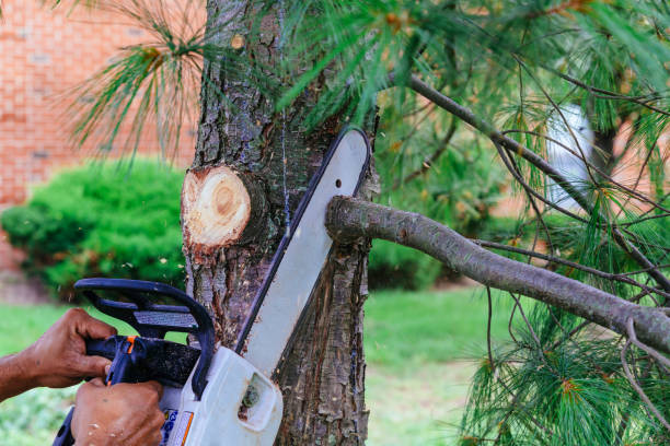 Best Tree Disease Treatment  in USA